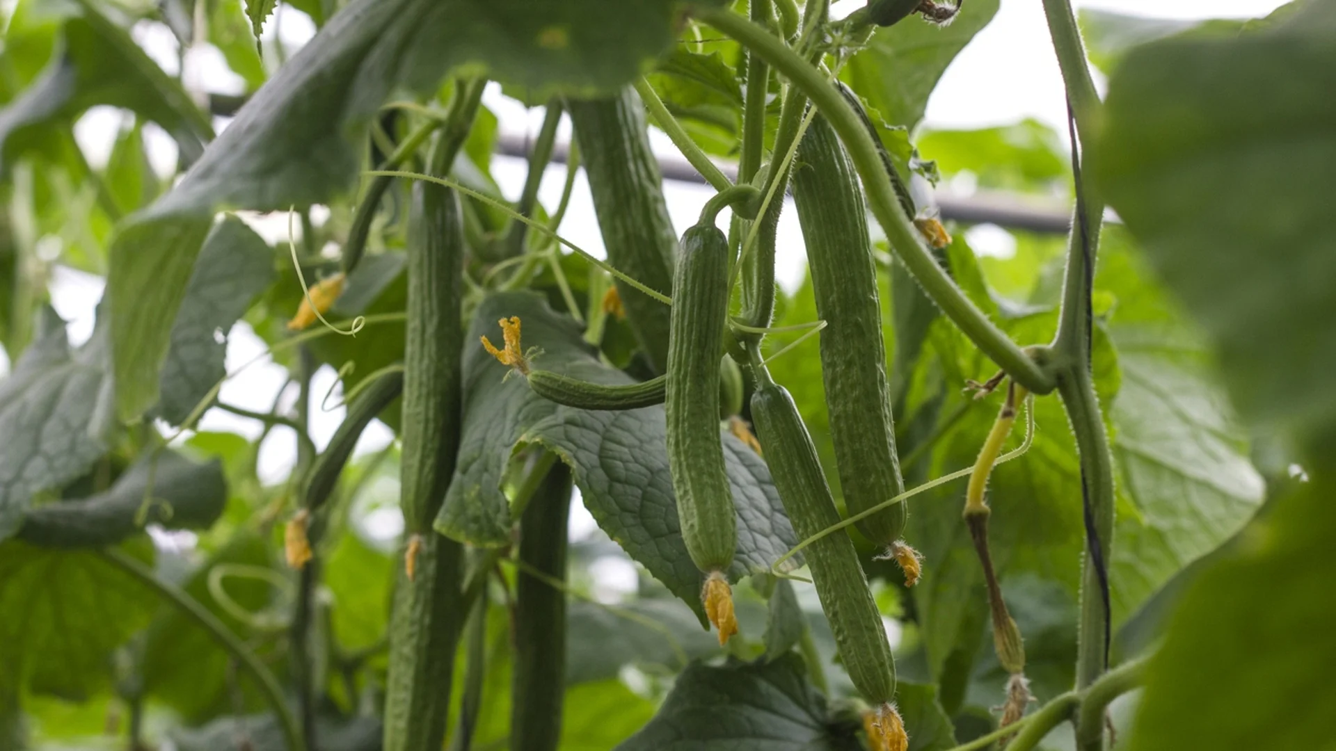 Пръскане на краставиците с борна киселина - кога и как се прави