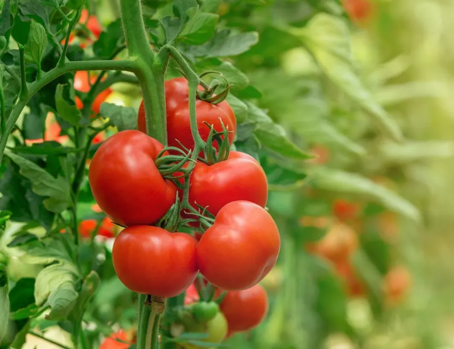 Засейте това до доматите още днес и вредителите ще избягат от градината