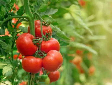 2 разтвора, с които задължително трябва да напръскате доматите, за да ги предпазите от жегата