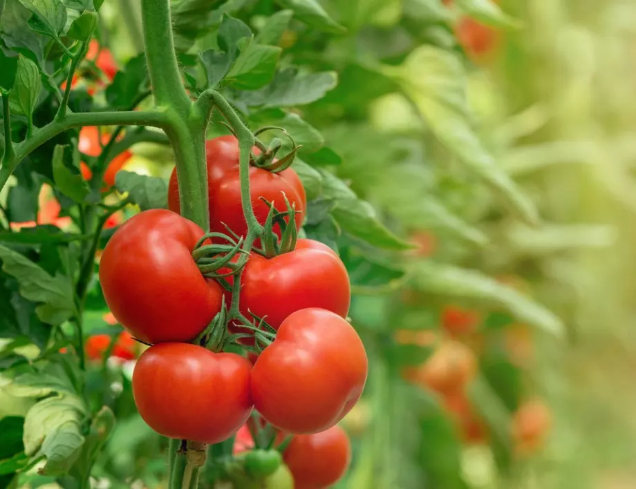 5 грешки в борбата срещу късната болест ще унищожат доматите в градината