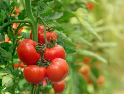 Опитните градинари не изхвърлят листата от доматите след прибиране на реколтата, а приготвят лек срещу вредителите в  градината