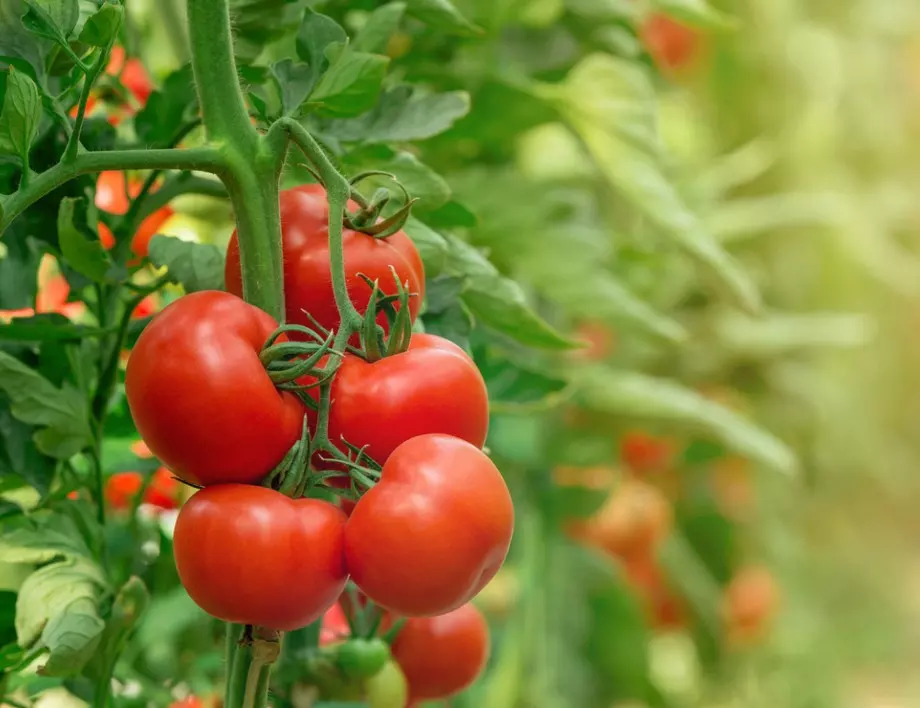 Как да се справим с вредителите по доматите?