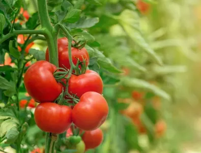 Най-добрите народни средства за реоене на домати