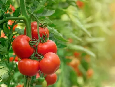 Това са нещата, които за нищо на света не трябва да садите до доматите