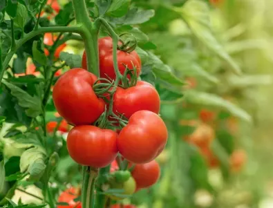 Колко често да поливате доматите, за да имате изобилна реколта?