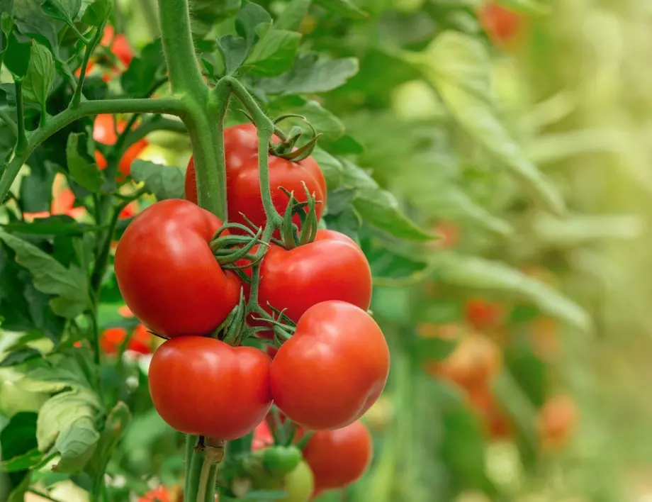 Поливане и пръскане на доматите с йод - ключът към богата реколта