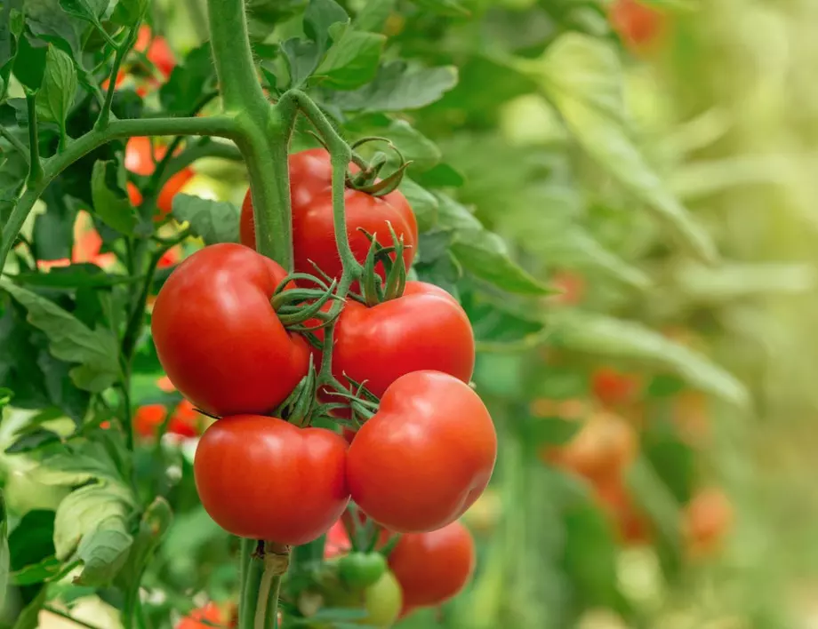 Разтворът, който ще накара доматите на растат като луди