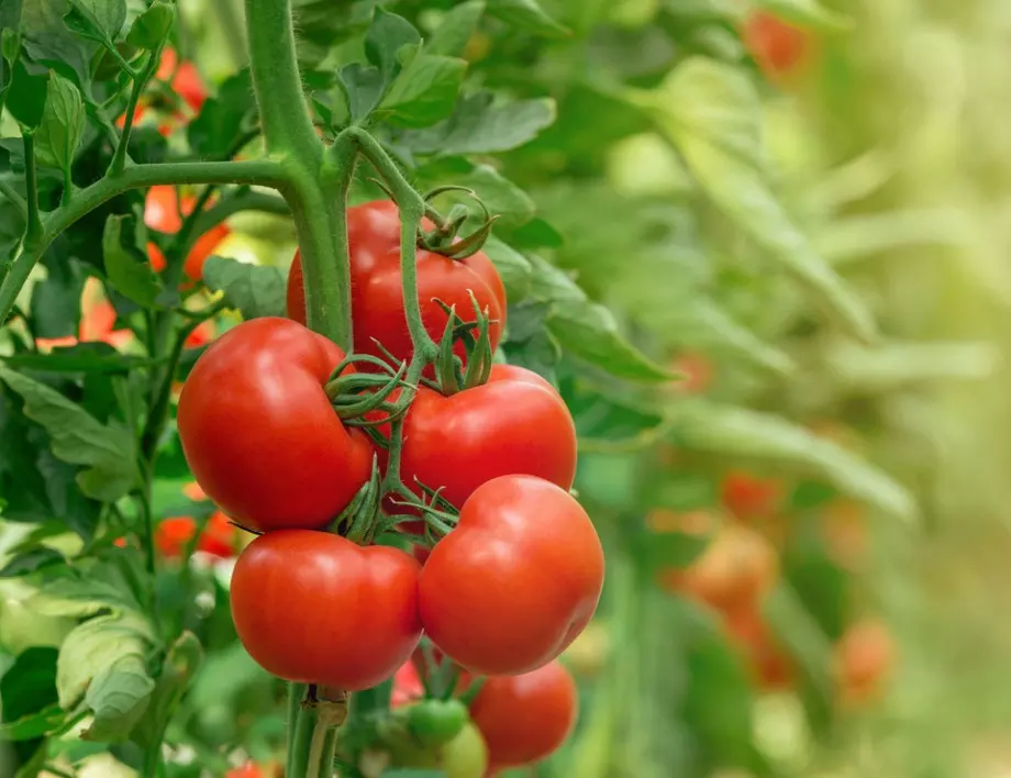 Ако посипете почвата с ТОВА, няма да има бели жилки по доматите