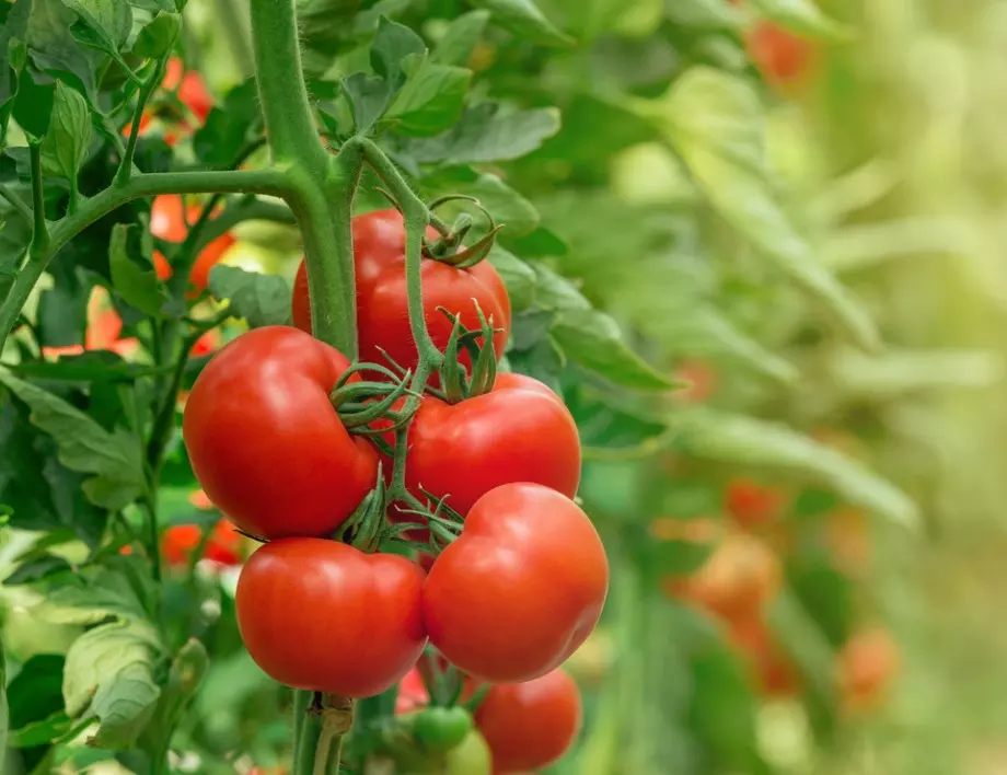 Пръскане на домати с прясно мляко – спасете реколтата си