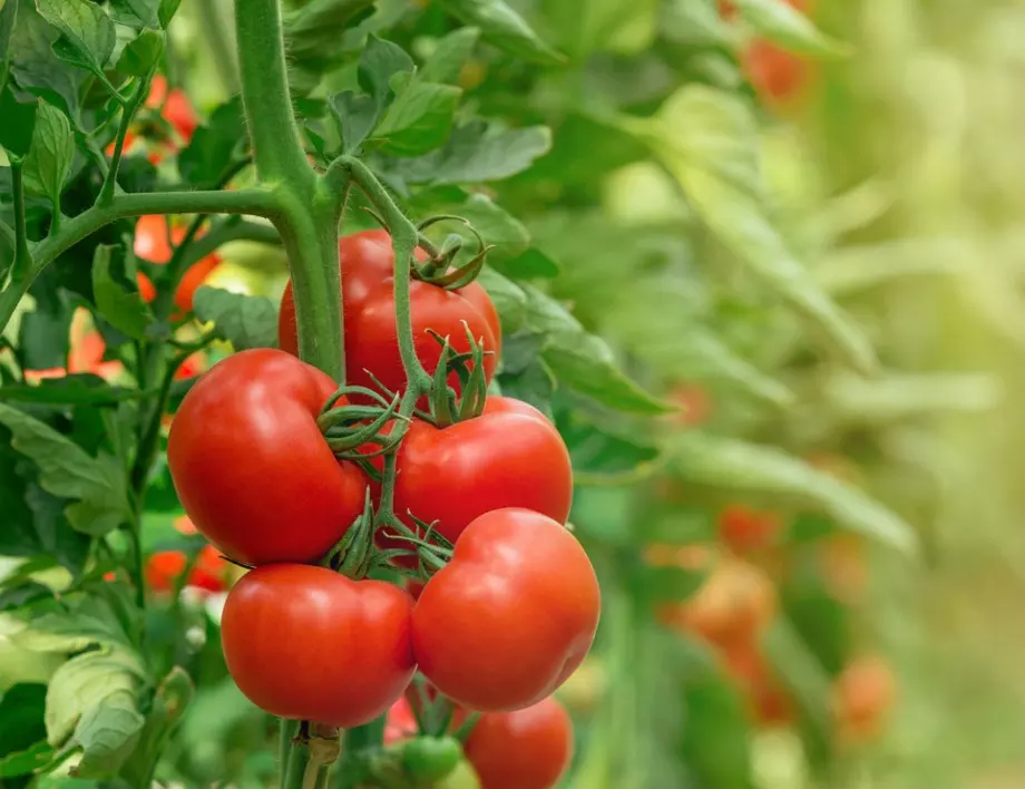 Не изхвърляйте издънките на доматите - ето за какво ги използват градинарите с опит