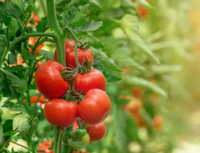 Максимална реколта от домати - какво да засадите между лехите