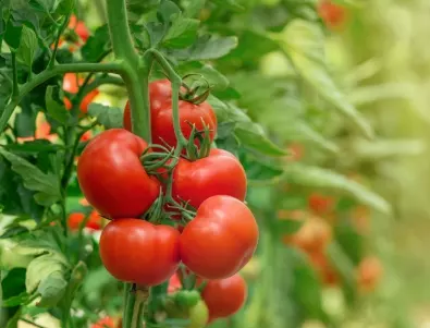 Опитен градинар споделя ключови тайни при отглеждането на домати през лятото