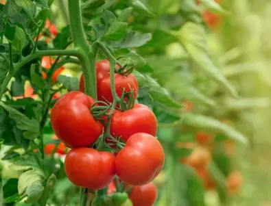 Разковничето за изобилие от домати в градината е в тези 3 съставки