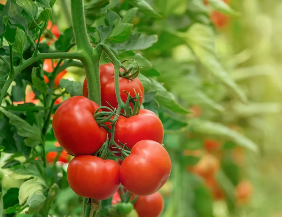 Разковничето за изобилие от домати в градината е в тези 3 съставки