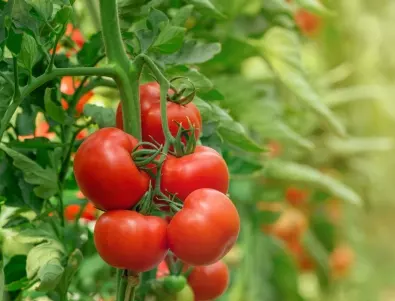 Течността, която предпазва доматите от жаркото слънце през лятото