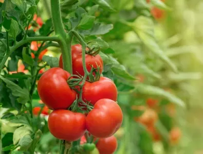 Правилното пръскане на доматите със СОДА води до удължена и богата реколта