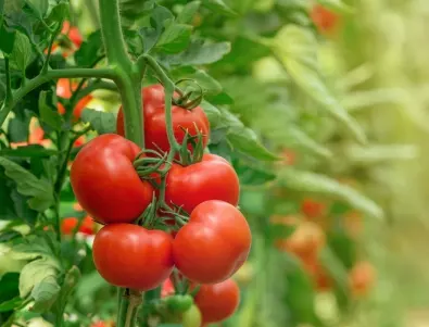 Пожълтелите листа на доматите се лекуват така