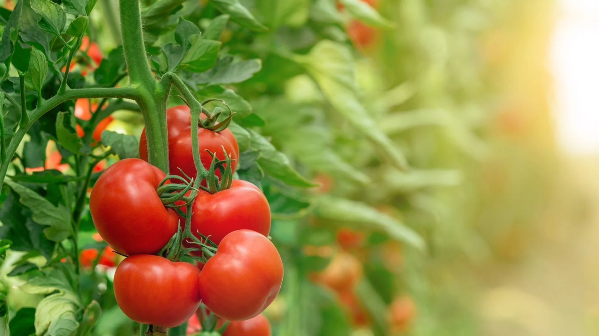 Знаете ли как правилно да подготвите почвата за засаждане на домати