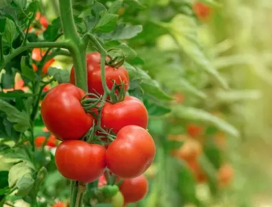 Единственият плевел, който опитните градинари оставят да расте в лехите с доматите 