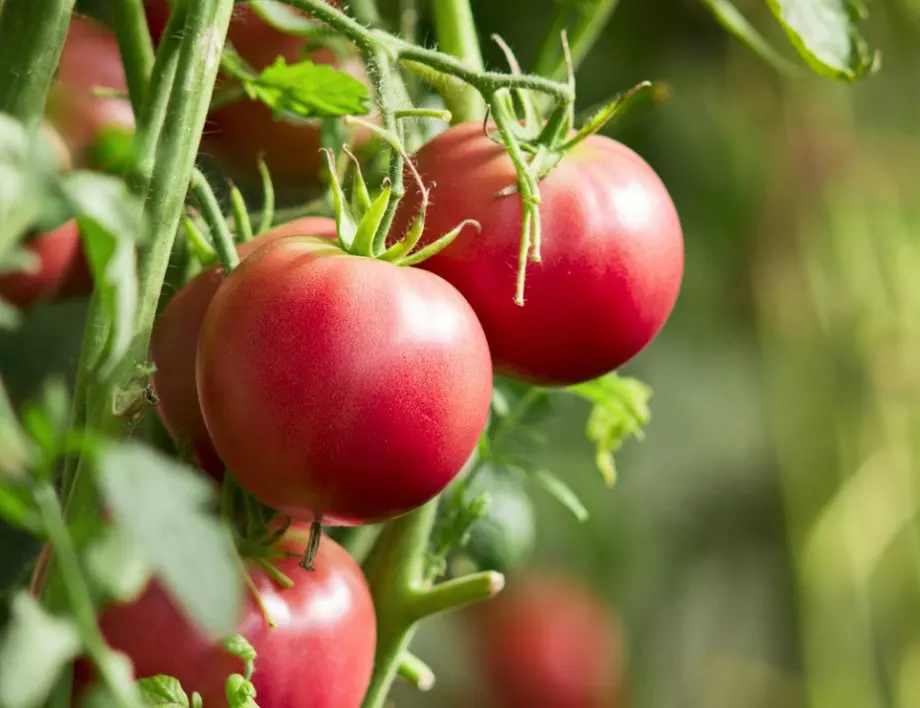 Ако искате да берете едри и месести домати до края на лятото, точно сега ги полейте с това