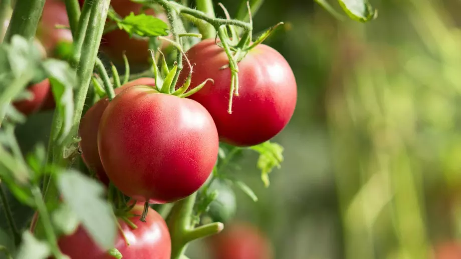 Разсадът на доматите ще расте буен и здрав, ако направите това