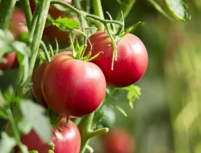 Тайната на баба за богата реколта от месести и вкусни домати е в този тор