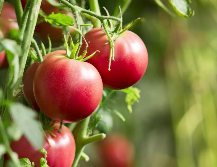 Как да си отгледаме домати вкъщи с разсад на закрито?