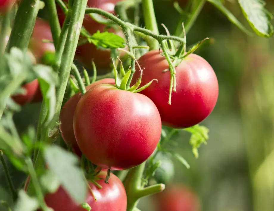 Наръсете това в градината и имайте големи и вкусни домати - съвети от опитни градинари!