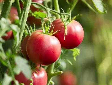 От колко СЛЪНЦЕ се нуждаят доматите, за да са сочни и вкусни?