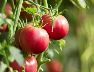 Ако искате да предпазите доматите от болести, пригответе този натурален разтвор още сега