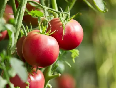 Може ли да се ядат доматите, ако има мана по тях