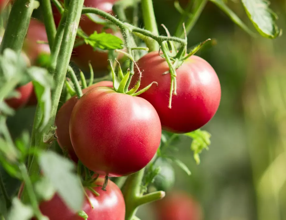 Тайните на градинарите за УСПЕШНА реколта от домати