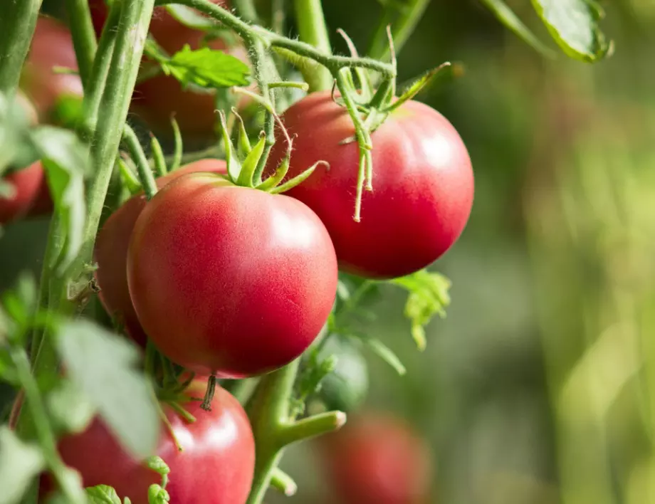 Напръскайте доматите с това - всички цветове ще се запазят и реколтата им ще е по-богата от всякога