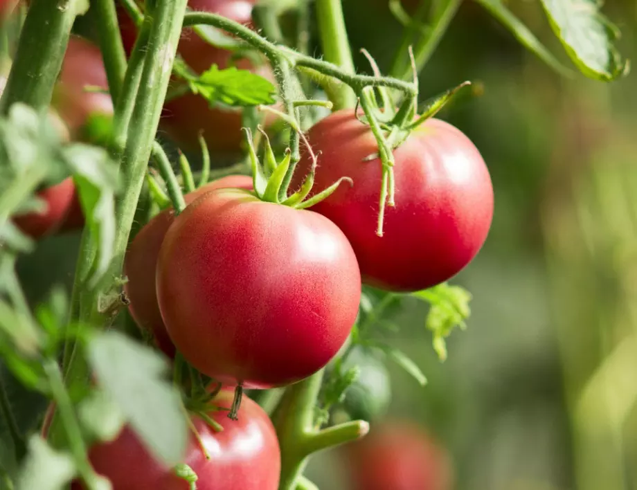 Ето как да предпазим доматите от слана - спасете реколтата си