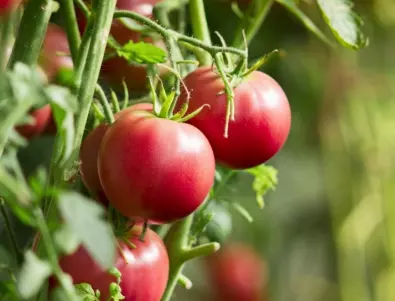 Ето как да имате здрава реколта от домати през август
