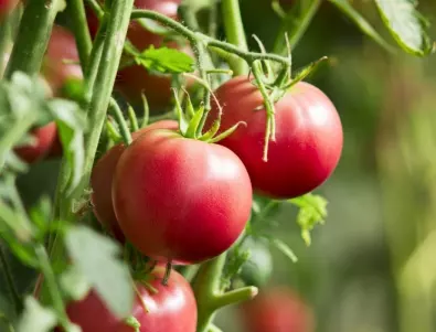 Какво се заравя под доматите, за да растат по-бързо?