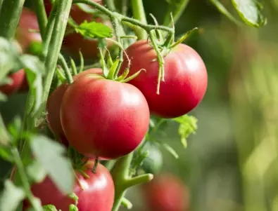 Само хитрите градинари заравят цели домати в градината през ноември