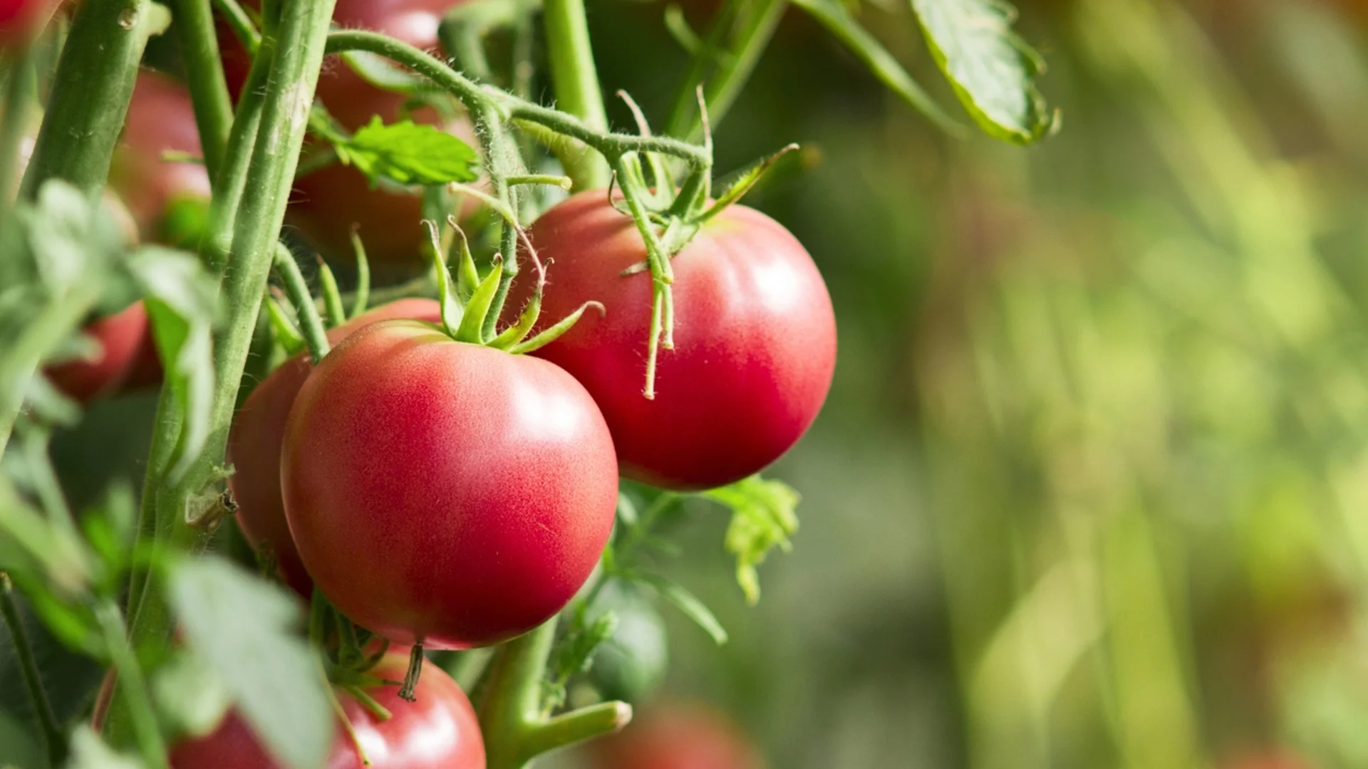 Тайната на здравия и силен разсад от домати