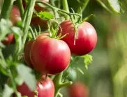 Какво липсва на доматите - обърнете внимание на това