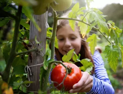 Малко градинари знаят за този разтвор, но от него доматите растат месести и сладки чак до късна есен
