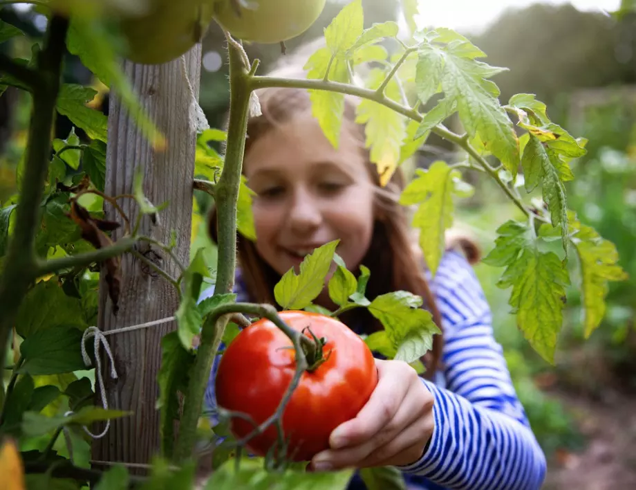 Защо се свиват листата на доматите - ето какви са причините