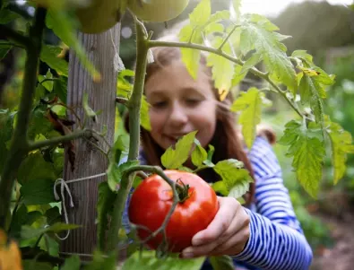 Всеки градинар трябва да знае този ТРИК! Как да пръскате доматите, краставиците и пипера за буен растеж