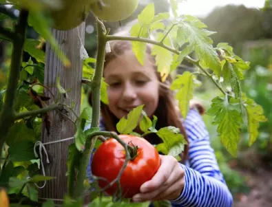 Не пропускайте да полеете доматите с ТОВА, за да са едри и месести
