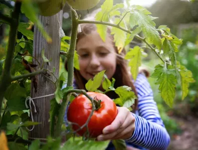 Всеки месец пръскайте доматите с ТОВА, за да получите гигантска реколта