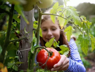 Как се събират семена от домати