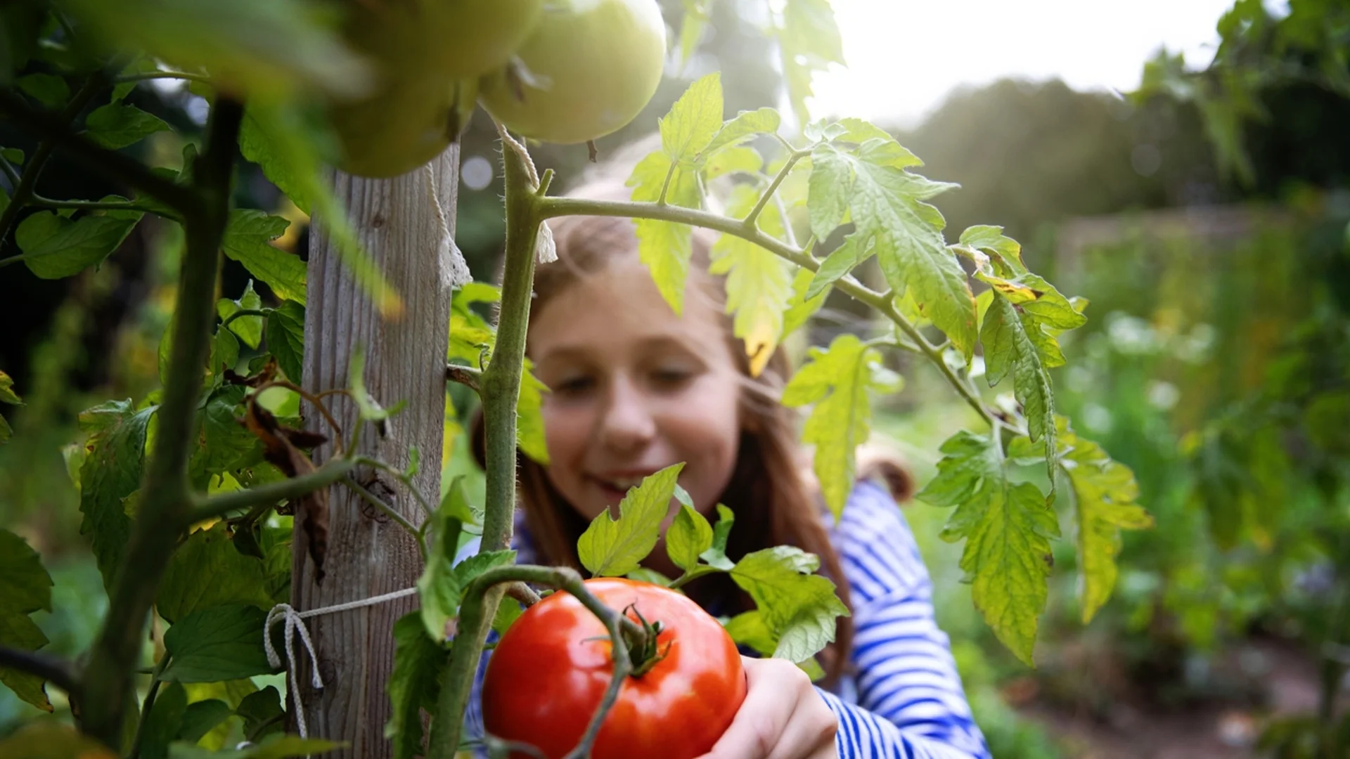 Отглеждане на домати без химия - ето как се прави
