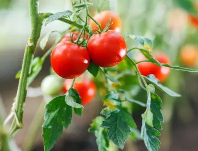 Пръскане на доматите с амоняк - кога и как се прави