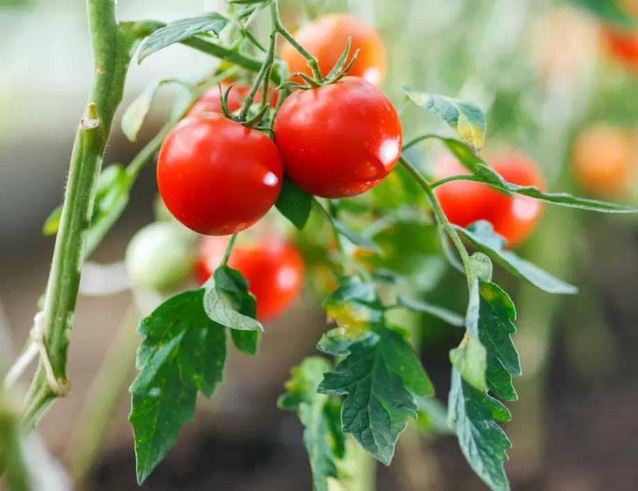 От колко вода се нуждаят доматите, за да са месести и сочни - всеки градинар трябва да знае това
