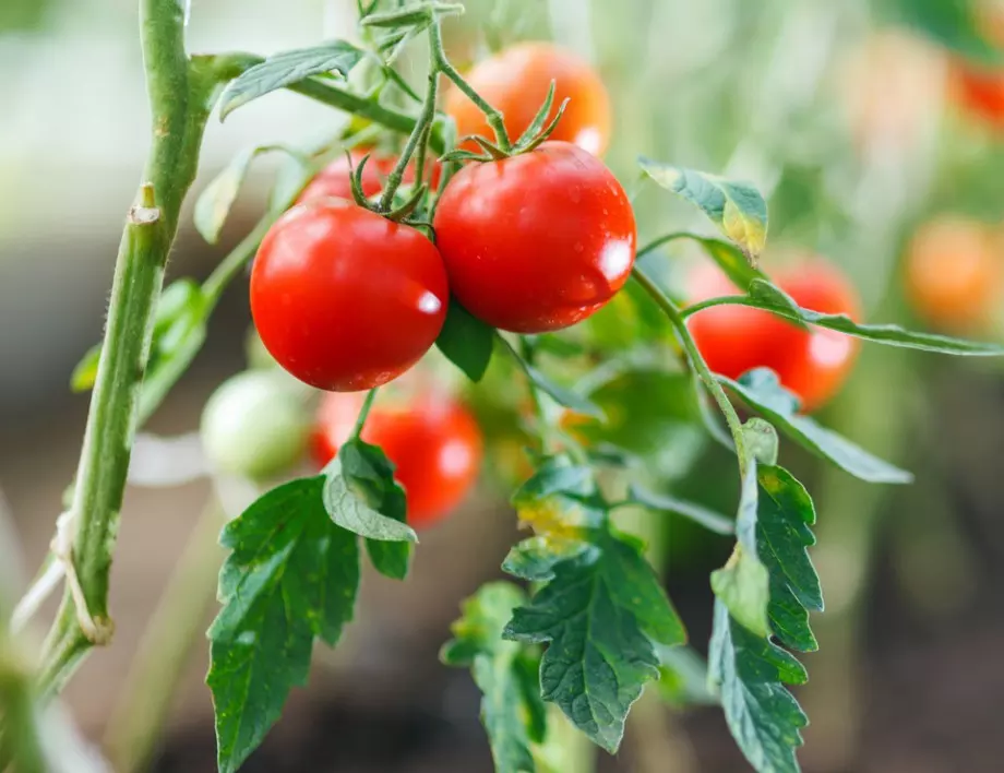 Прищипване на доматите - трябва ли да се прави през юли