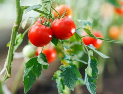 Веднага направете ТОВА, ако по доматите се появят  бели петна